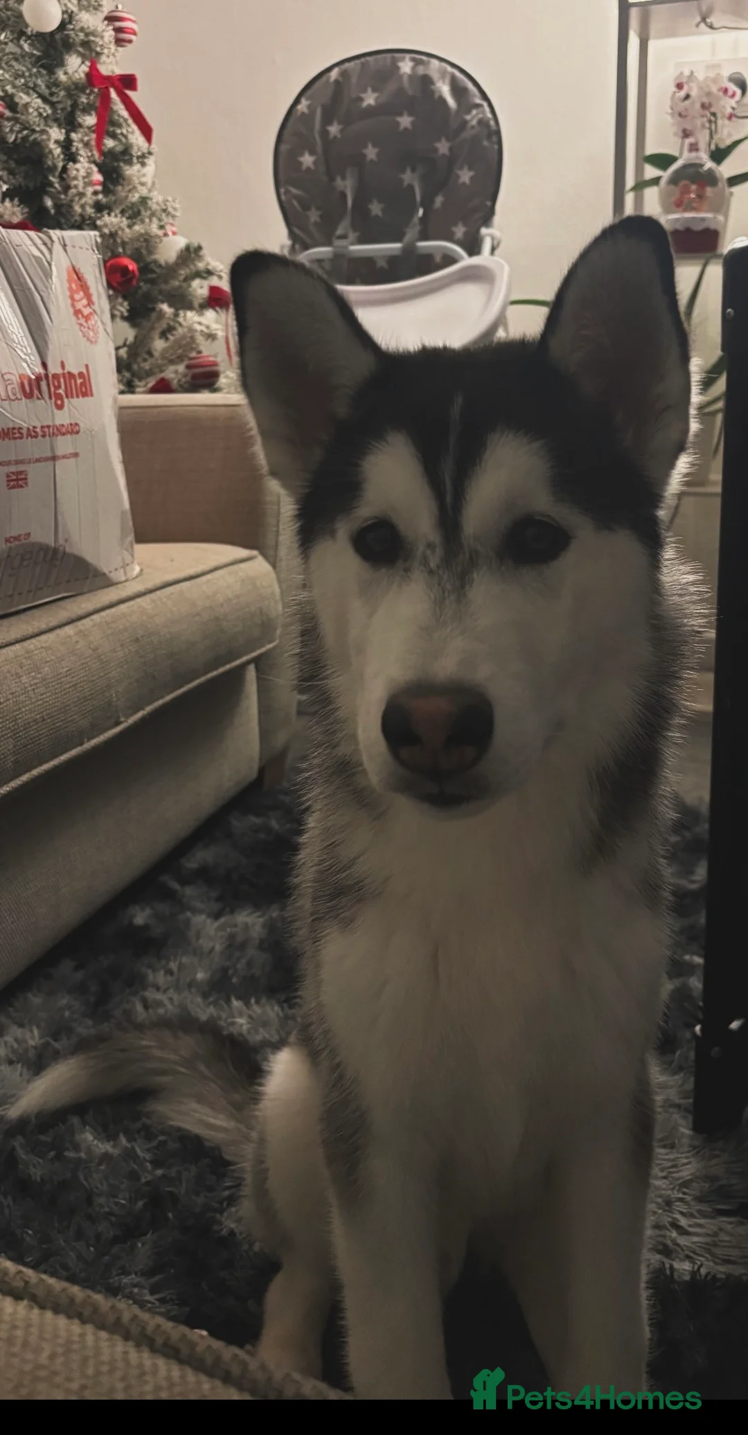 Siberian Husky dogs for sale: 8 month old Siberian husky - Advert 3