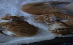 Maine Coon cats for sale: Red and white maine coon kittens TICA registered  - Image 9