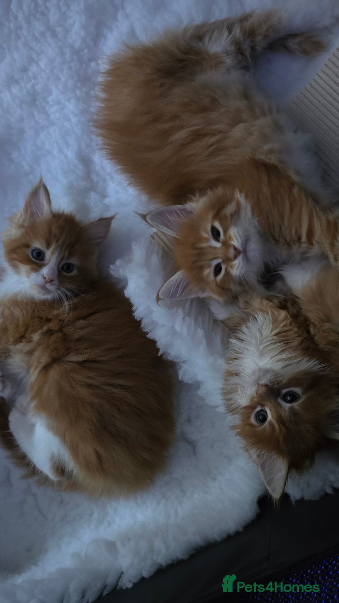 Maine Coon cats for sale: Red and white maine coon kittens TICA registered  - Image 9