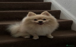 Pomeranian dogs for stud: Pomeranian stud available  - Advert 12