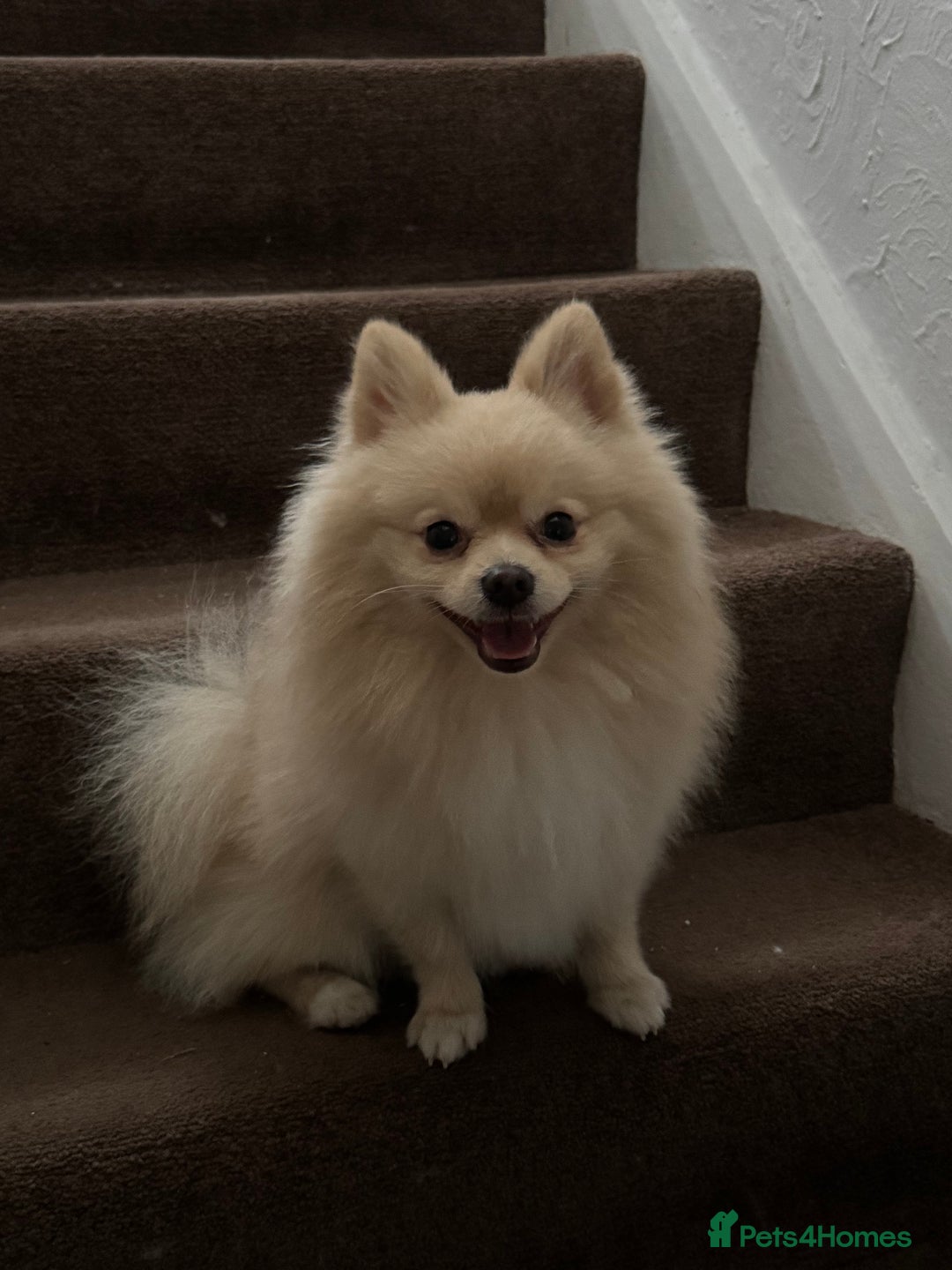 Pomeranian dogs for stud: Pomeranian stud available  - Advert 12