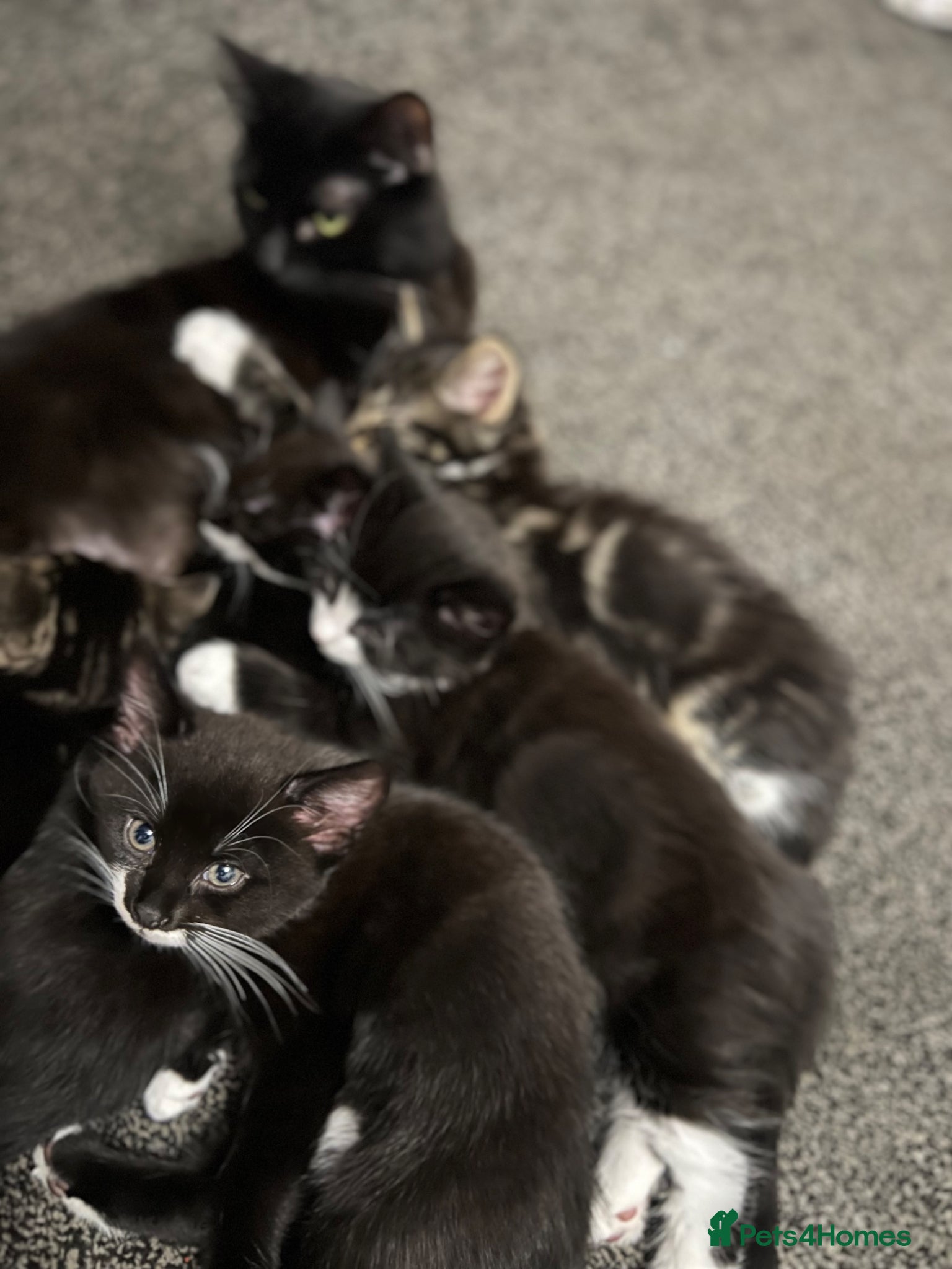 Mixed Breed cats 🐾 Adorable Kittens Looking for Loving Homes 🐾 - Advert 1