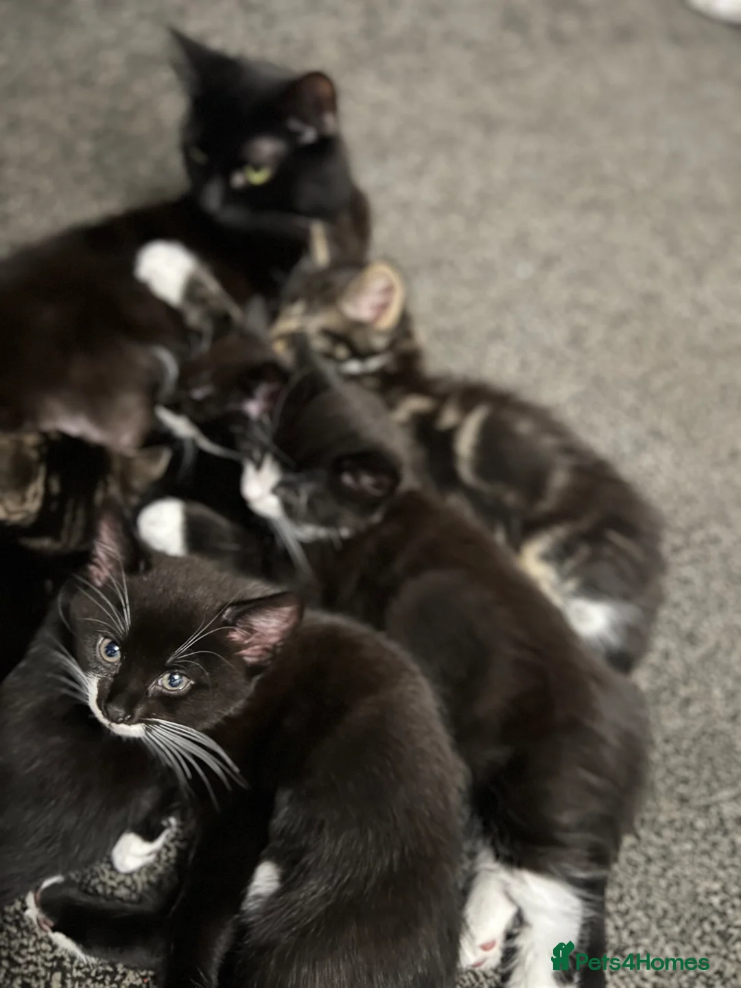 Mixed Breed cats for sale: 🐾 Adorable Kittens Looking for Loving Homes 🐾 - Advert 1