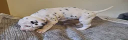 Dalmatian dogs for sale: Perdi's litter in Yeovil - Advert 8