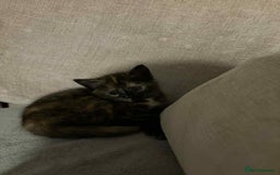 Mixed Breed cats for sale: Beautiful kittens.  - Image 4