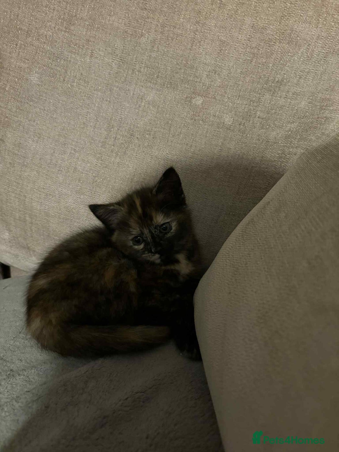 Mixed Breed cats for sale: Beautiful kittens.  - Image 4