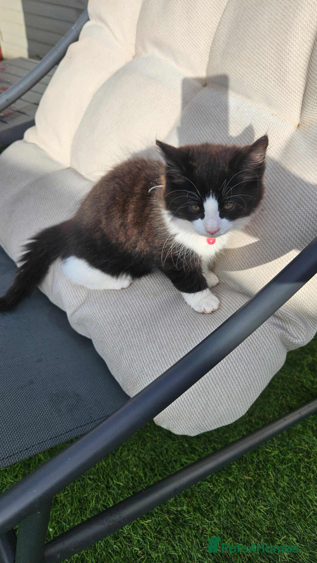 Mixed Breed cats for sale: Long haired black and white girl  - Image 10