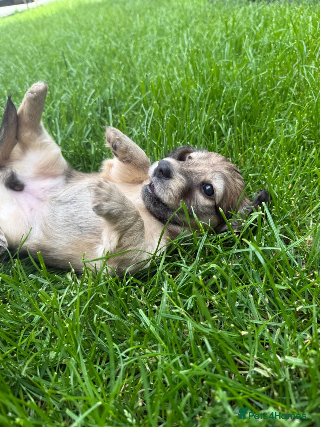 Miniature Dachshund dogs for sale: 🐶    KC Miniature Shaded Cream Dachshund Pups  🐶 in Rotherham - Advert 20