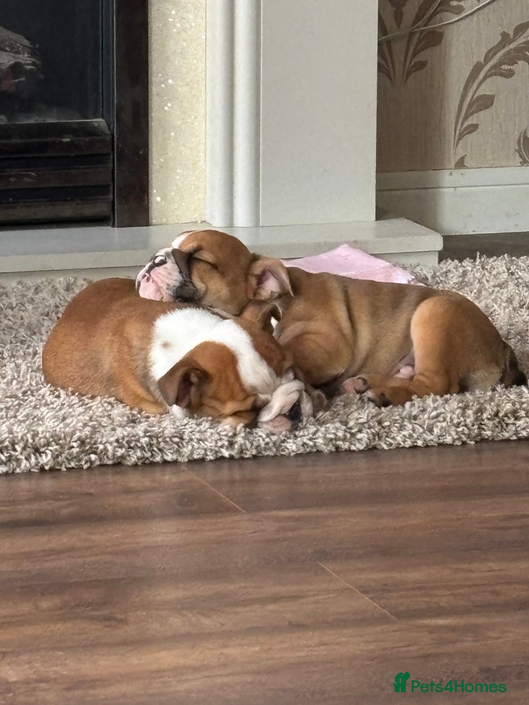 English Bulldog dogs for sale: English bulldog puppies  - Image 19