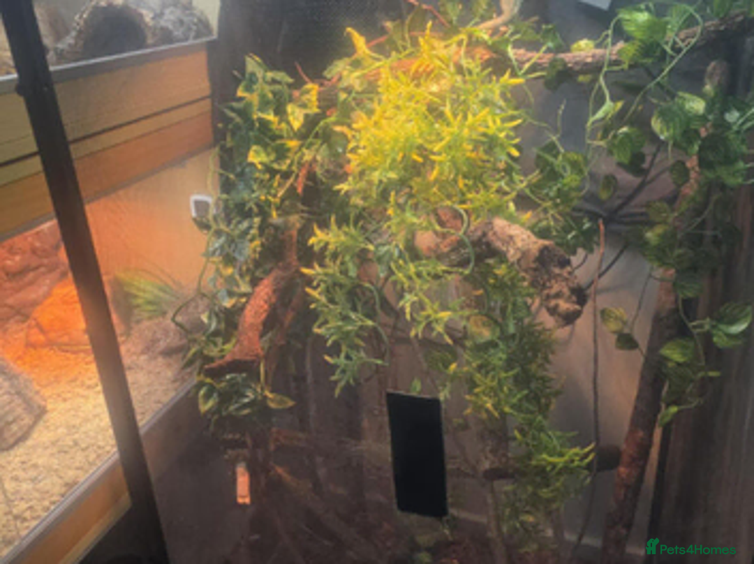 Chameleon reptiles for sale: Pandora the chameleon  - Advert 2