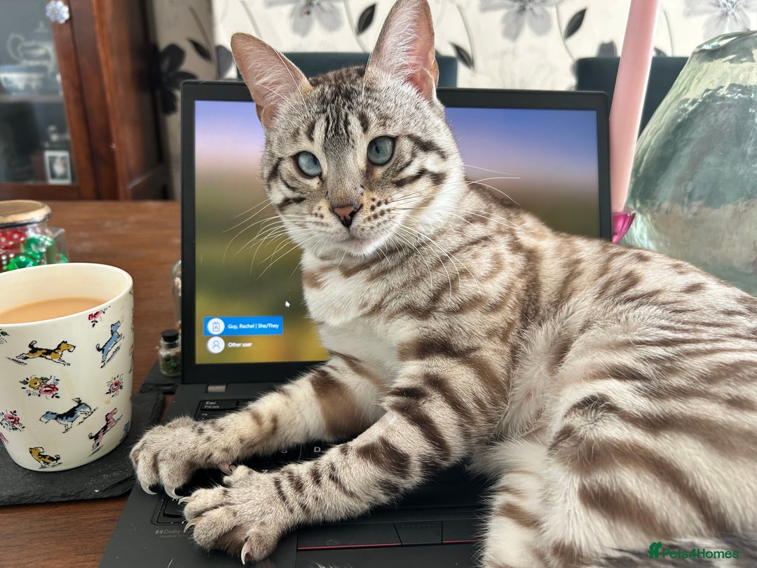 Bengal cats for sale: Ozzie - 1y Snow Bengal needs a single cat home - Image 2