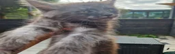 Maine Coon cats for sale: Pedigree - smoke russian line mainecoons - Advert 6