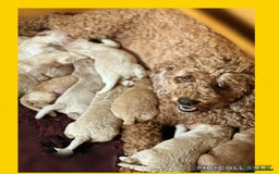 Australian Labradoodle dogs for sale: ♥️ 1 girl left ♥️ tiny tails , big hearts ♥️  - Image 40