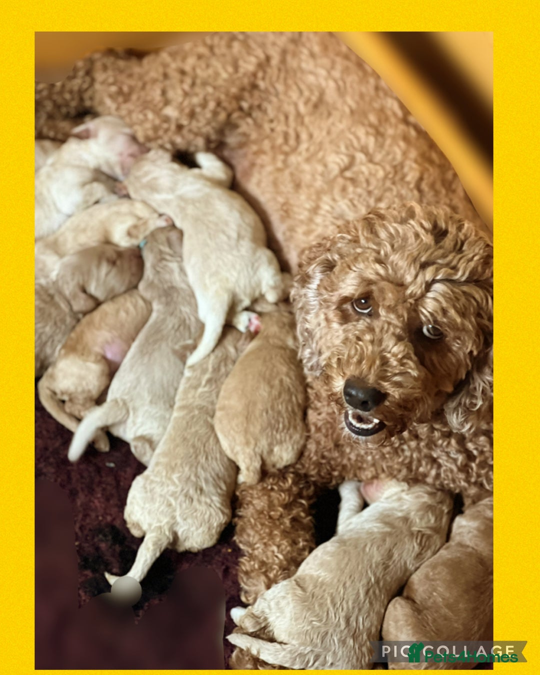 Australian Labradoodle dogs for sale: ♥️ 1 girl left ♥️ tiny tails , big hearts ♥️  - Image 40