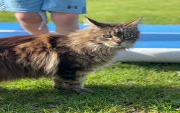Maine Coon cats for sale: Maine Coon Brown Tabby Female - Image 4