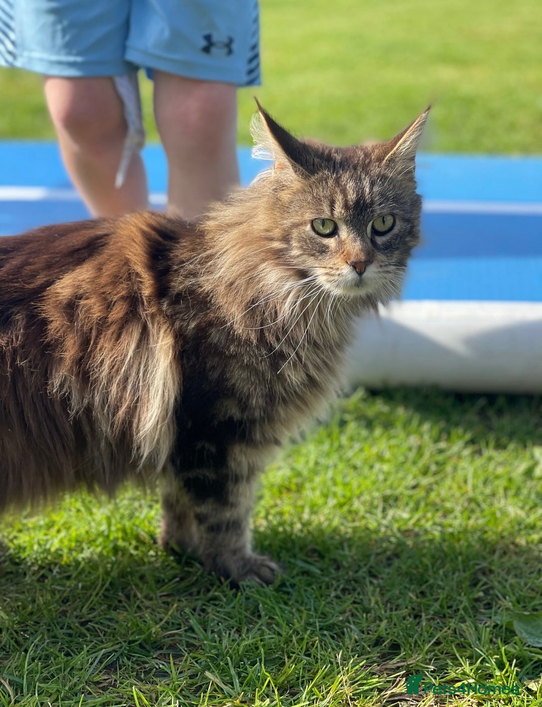 Maine Coon cats for sale: Maine Coon Brown Tabby Female - Image 4
