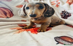 Miniature Dachshund dogs for sale: Miniature dachshunds - Image 11