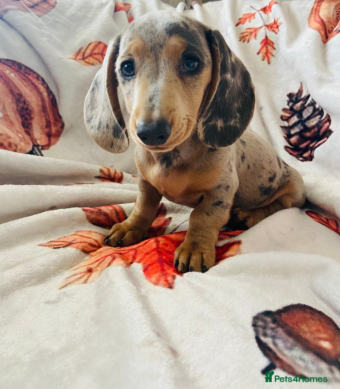 Miniature Dachshund dogs for sale: Miniature dachshunds - Image 11