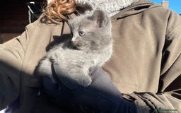 Mixed Breed cats for sale: 2 lovely kittens for sale  - Image 3