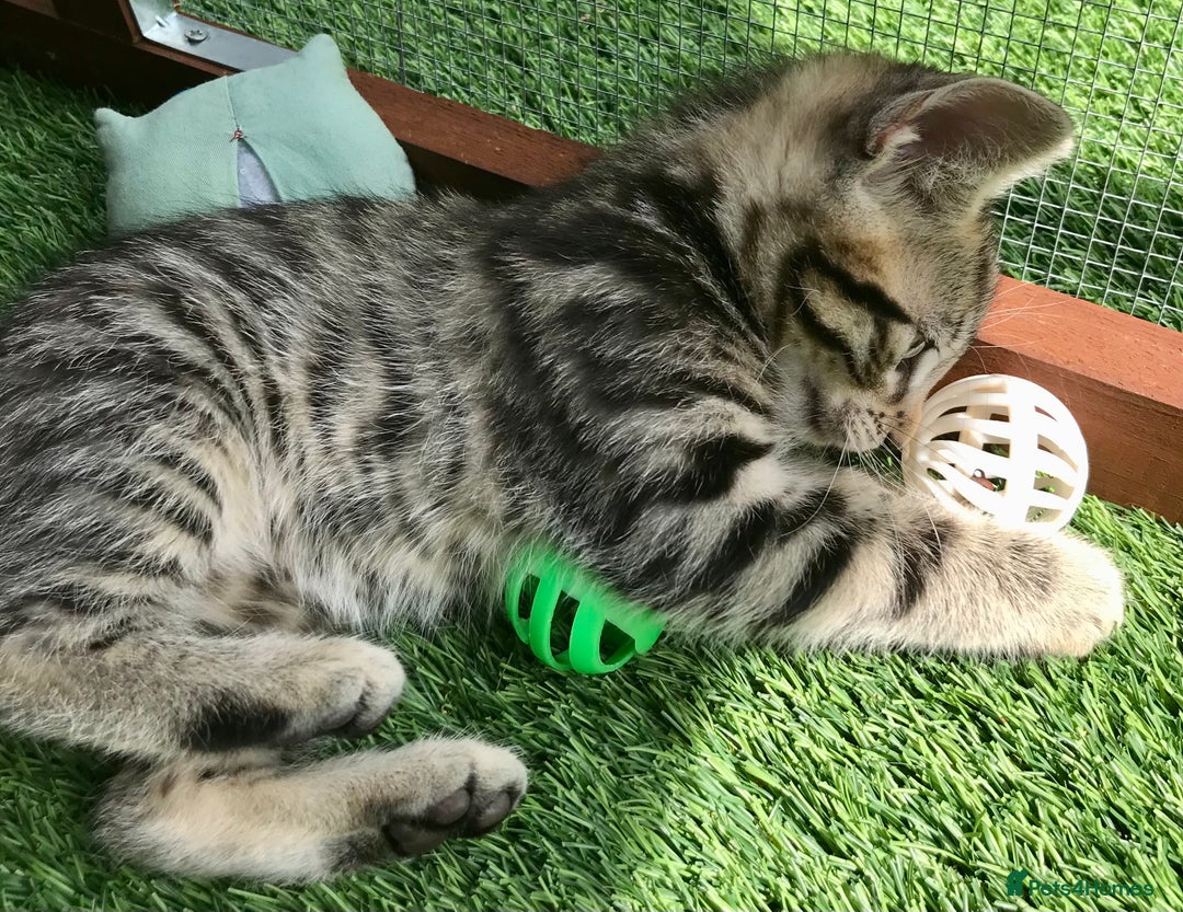 Mixed Breed cats for sale: 5 kitten’s available today  - Image 26