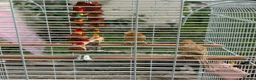 Canaries birds for sale: 2 beautiful canaries  in Dartford - Advert 3