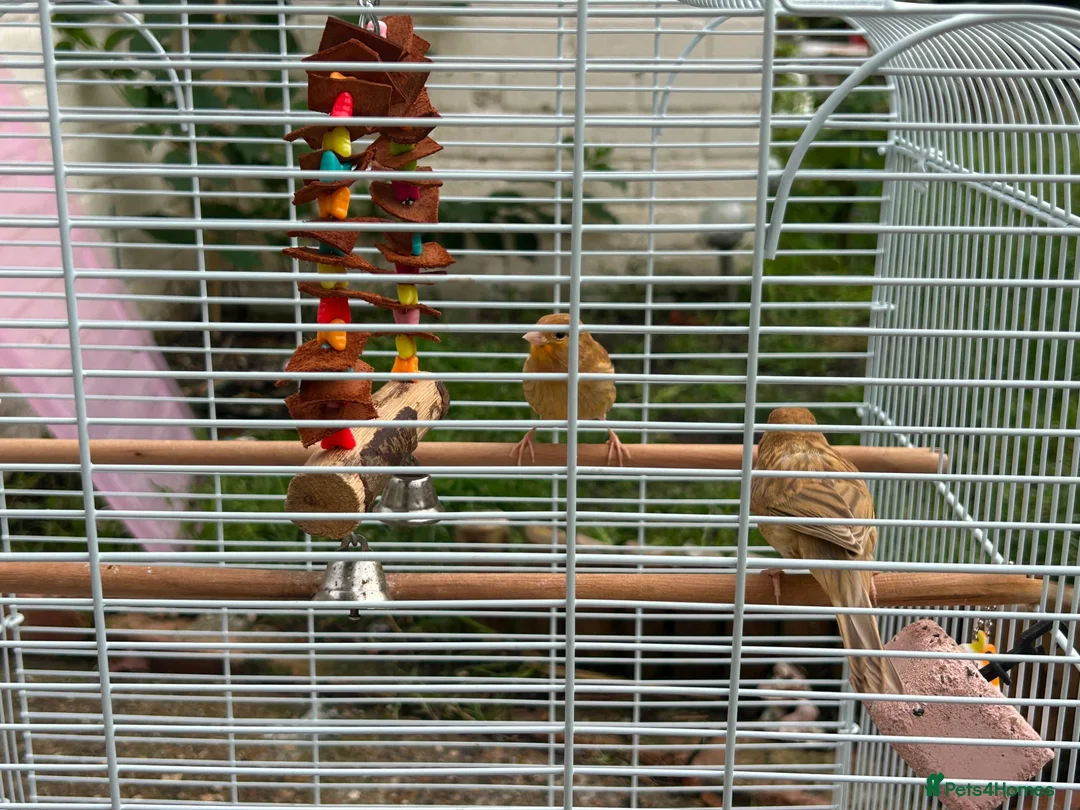 Canaries birds for sale: 2 beautiful canaries  in Dartford - Advert 3