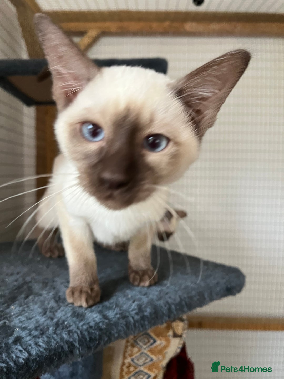 Siamese cats for sale: Siamese chocolate kittens - Image 12