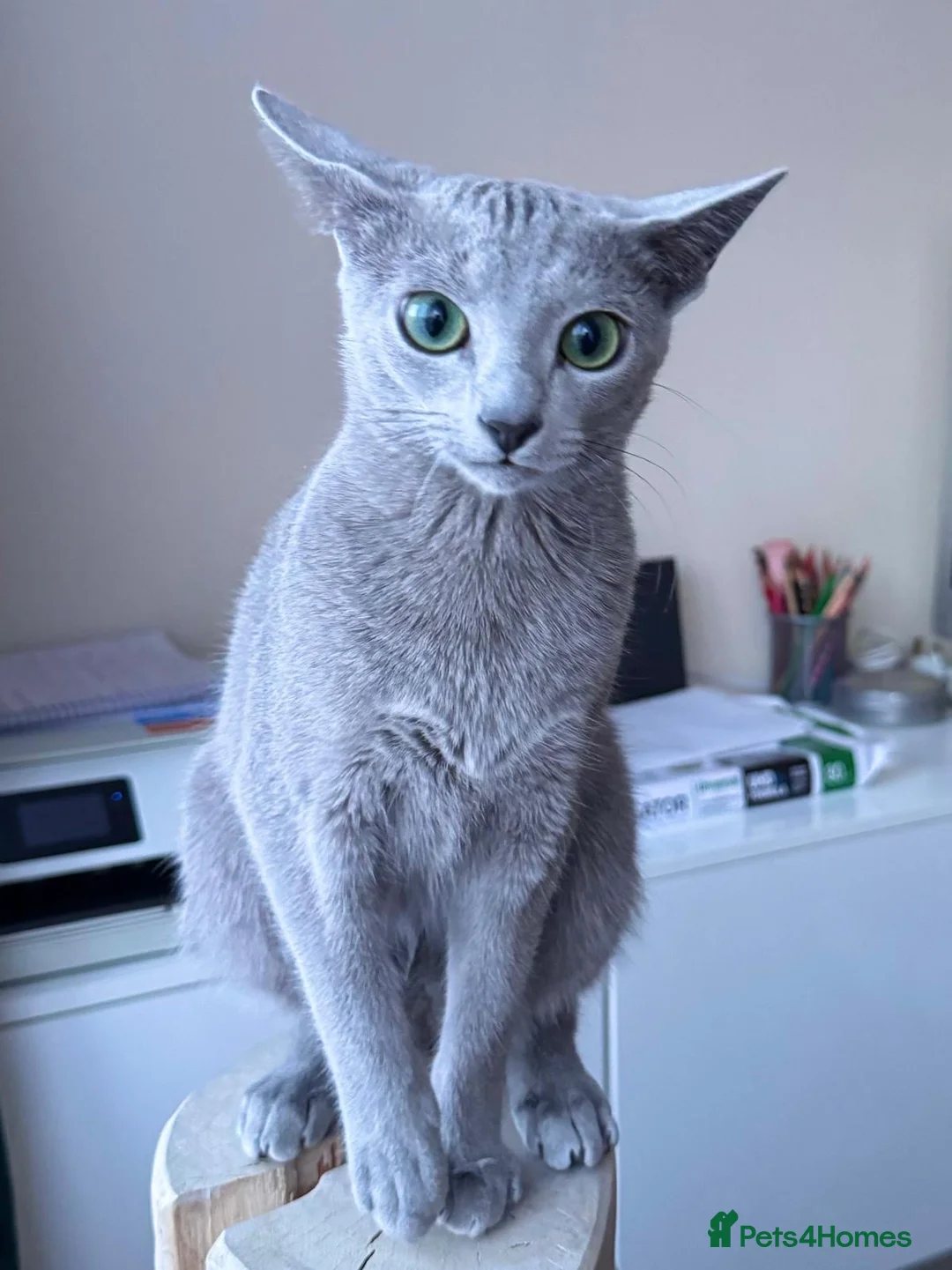 Russian Blue cats for sale: Two beautiful Russian Blue princesses available! - Advert 6