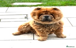 Chow Chow dogs for sale: Teddy - Chow Chow  - Image 1