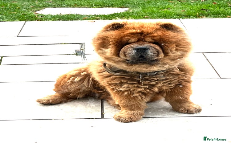 Chow Chow dogs - Advert 8