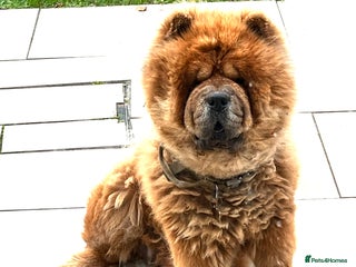 Chow Chow dogs for sale - Advert 1
