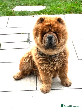 Chow Chow dogs - Advert 1