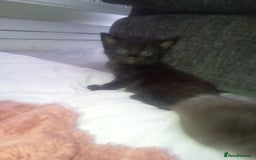Mixed Breed cats for sale: 3 beautiful kittens looking for new homes  - Image 5