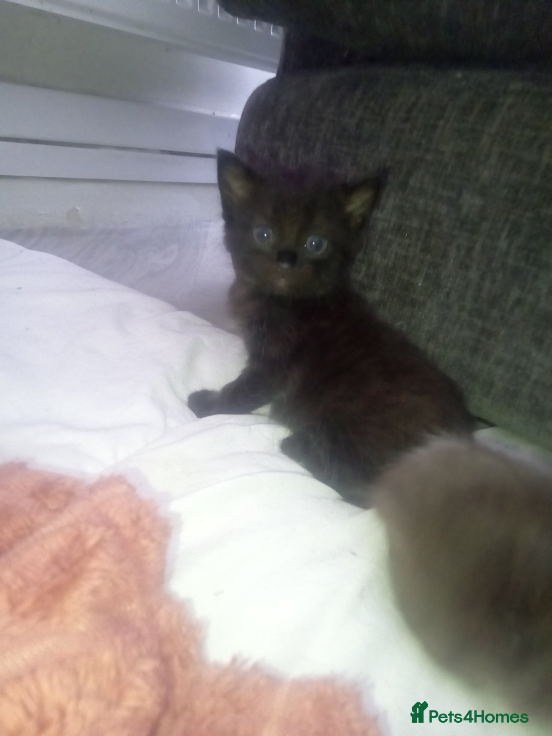 Mixed Breed cats for sale: 3 beautiful kittens looking for new homes  - Image 5