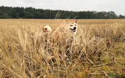 Japanese Shiba Inu dogs for sale: Beautiful KC Reg Japanese Shiba Inu Puppies - Image 3