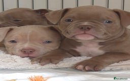 American Bully dogs for sale: Champagne, Chocolate, Merle Micro Pocket Bullys  in Wilmslow - Image 1