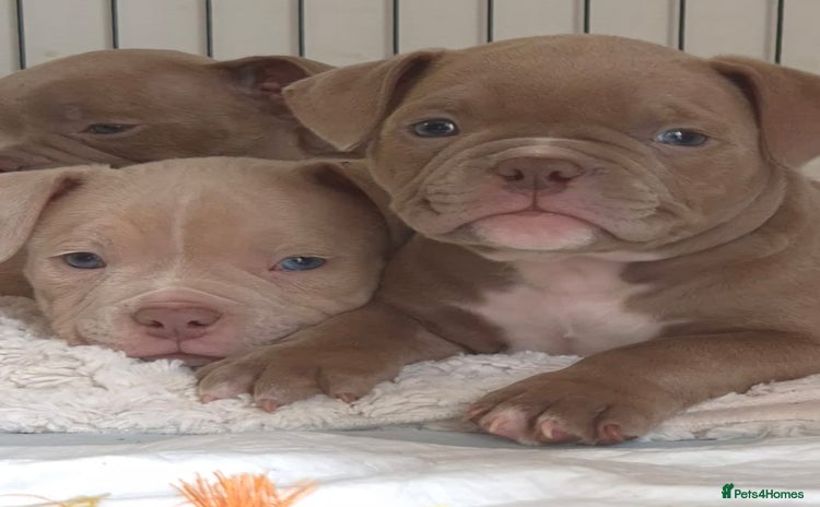 American Bully dogs in Wilmslow - Advert 4