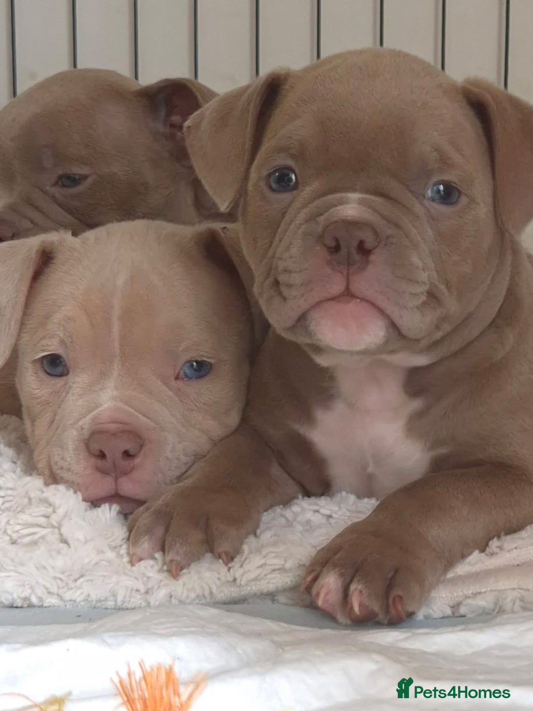 American Bully dogs for sale: Champagne, Chocolate, Merle Micro Pocket Bullys  in Wilmslow - Image 1