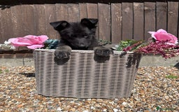 German Shepherd dogs for sale: Ready to go German Shepherd Alsatian puppies - Image 6