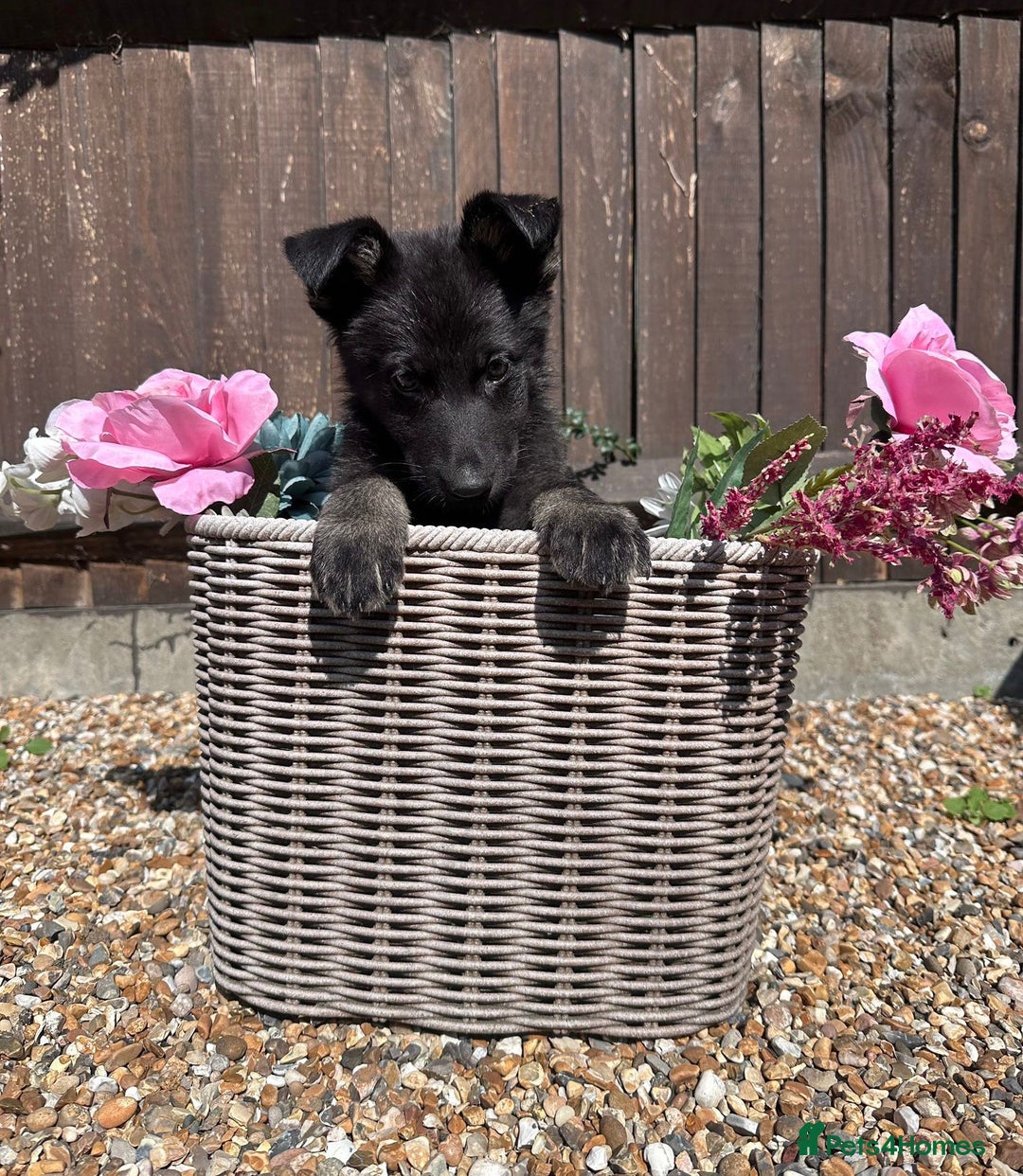 German Shepherd dogs for sale: Ready to go German Shepherd Alsatian puppies - Image 6