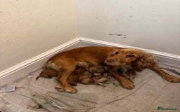 Cocker Spaniel dogs for sale: Gorgeous working cocker spaniel puppies - Image 12