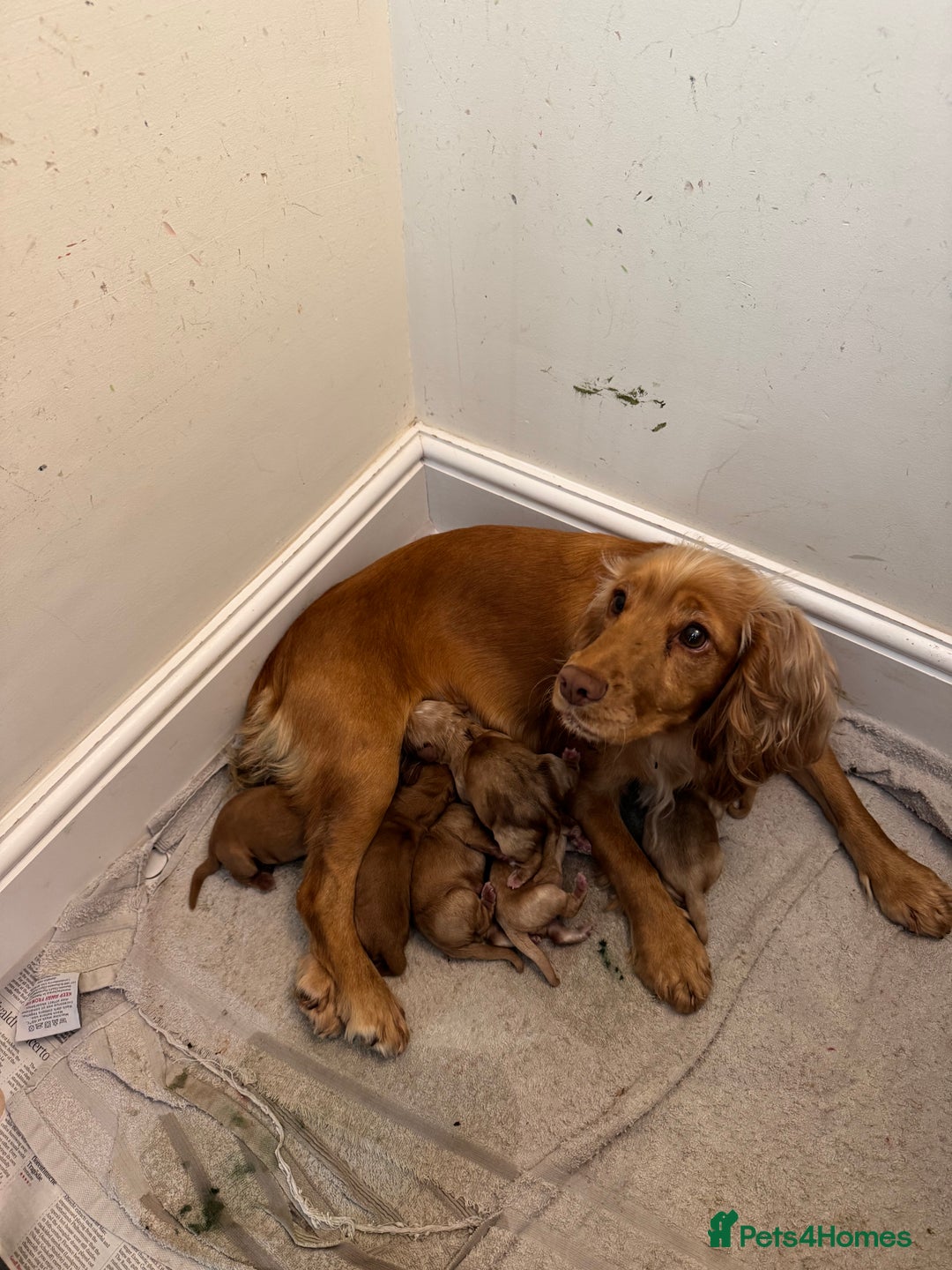 Cocker Spaniel dogs for sale: Gorgeous working cocker spaniel puppies - Image 12