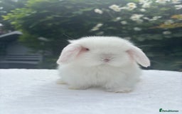 Mini Lop rabbits for sale: Gorgeous Purebred Baby Mini Lop Girl - Image 1