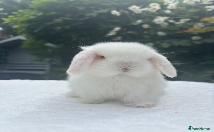 Mini Lop rabbits - Advert 1