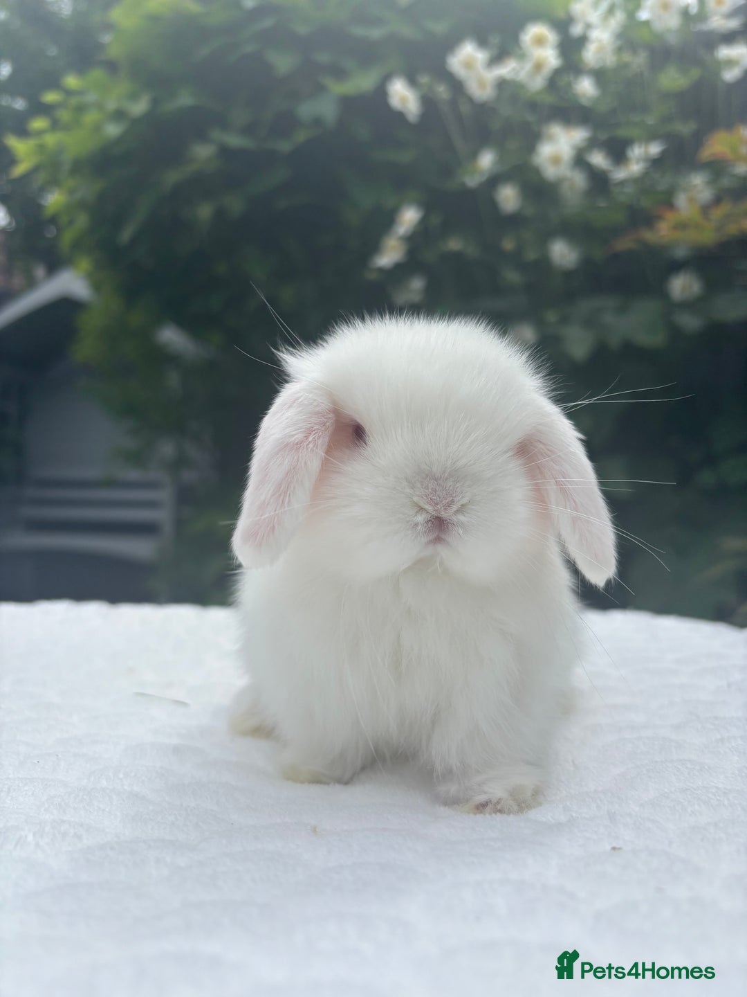 Mini Lop rabbits for sale: Gorgeous Purebred Baby Mini Lop Girl - Image 1