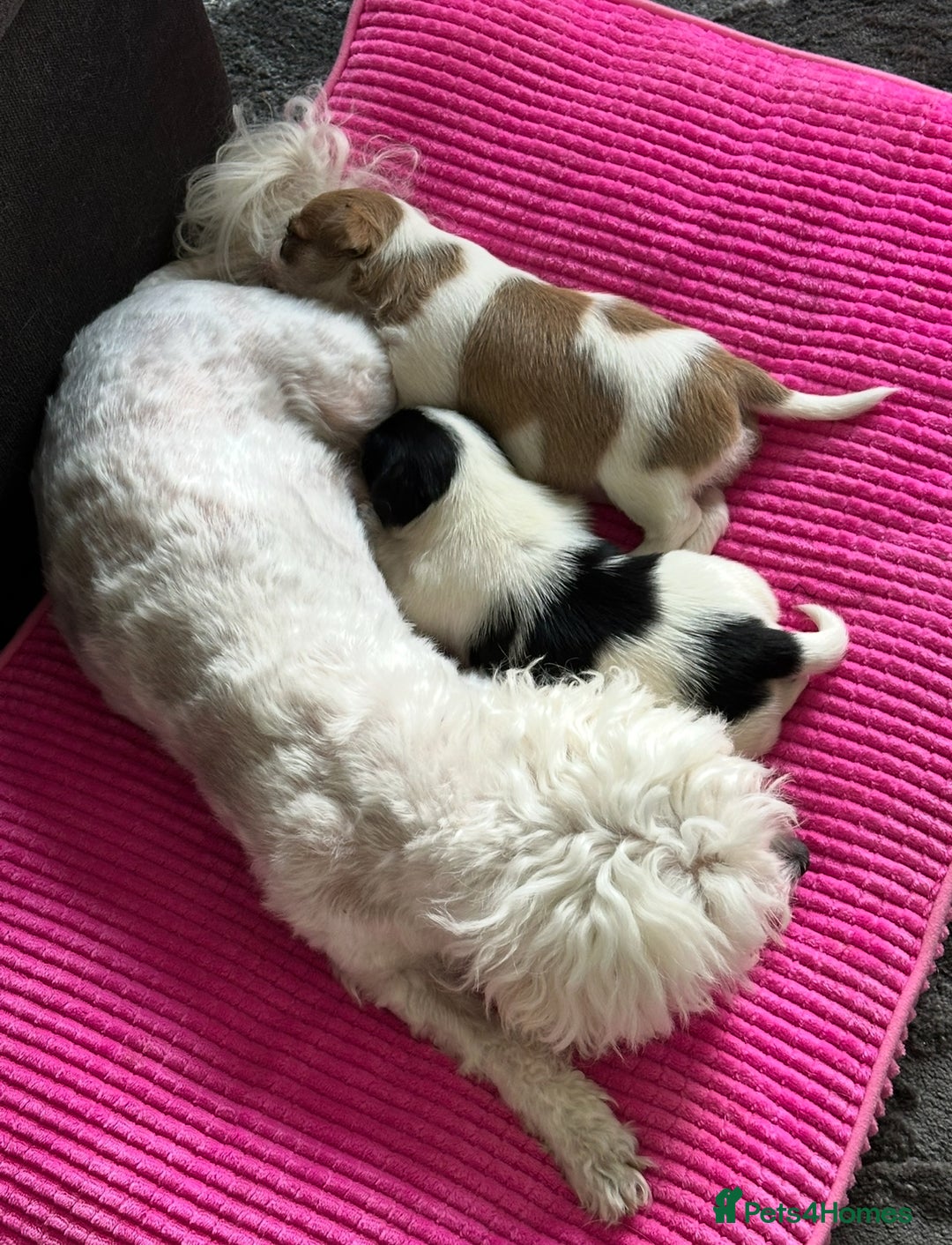 Maltipoo dogs for sale: Adorable Female Mixed-Breed Puppy ReadyDecember 20 - Advert 4