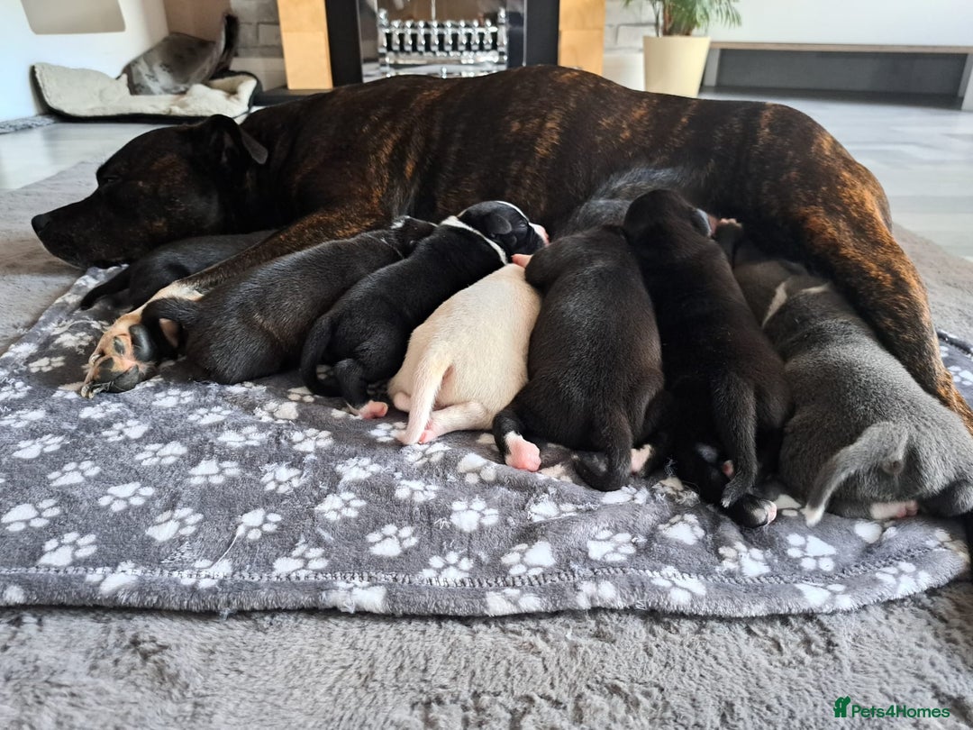 Staffordshire Bull Terrier dogs for sale: ‼️ReadyForCollection‼️Blue Staffie Puppies  in Tipton - Image 5