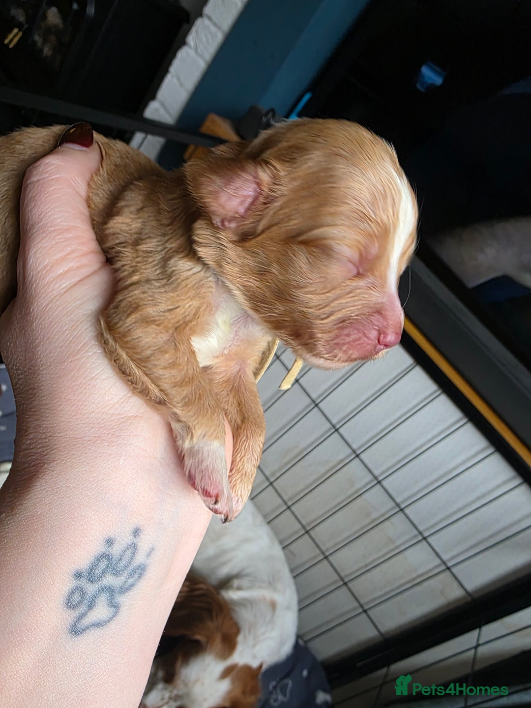 Cocker Spaniel dogs for sale: Beautiful Spaniel pups! - Advert 28