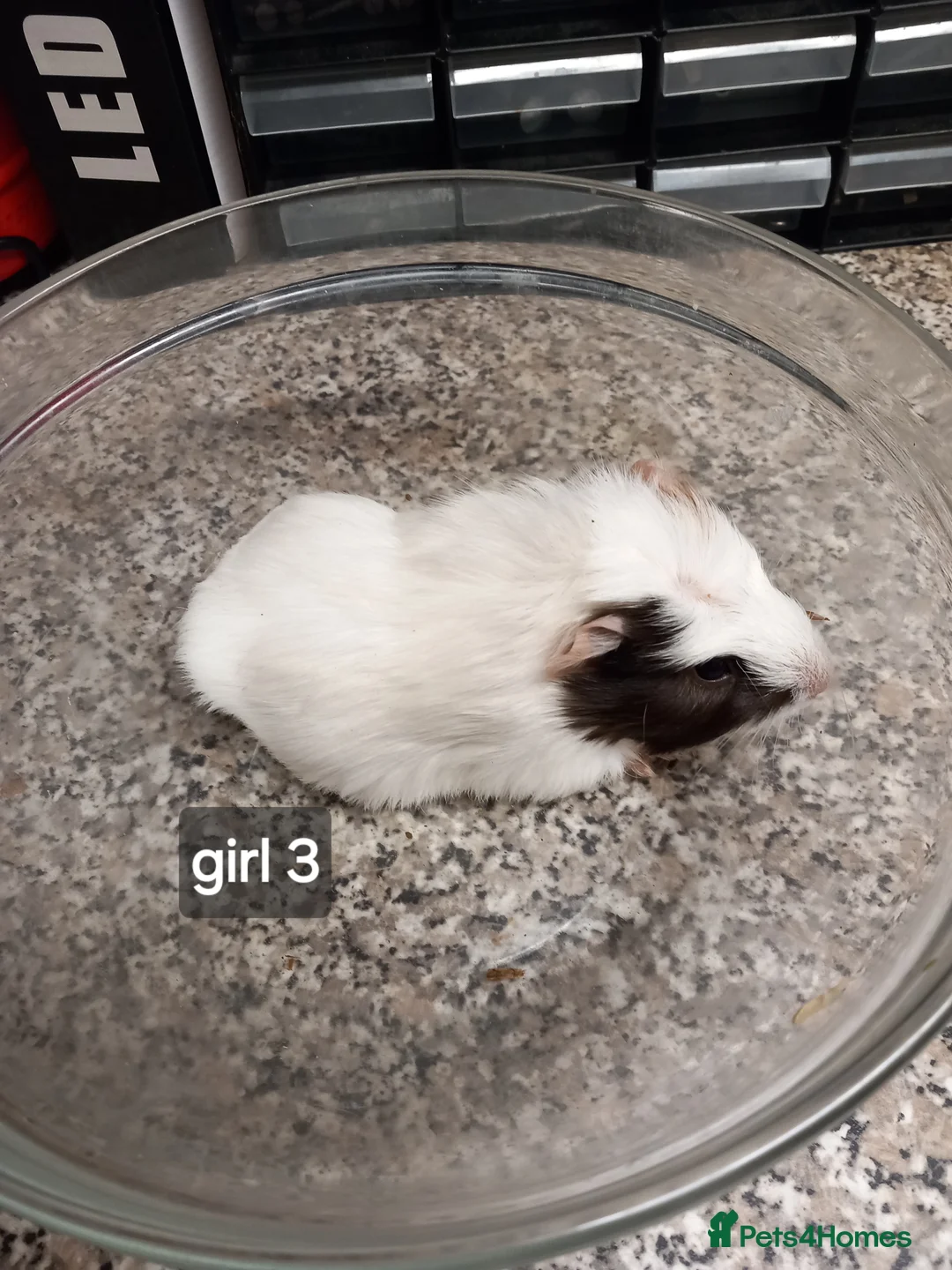 Guinea Pig rodents for sale: Baby guinea pigs ready now - Advert 3
