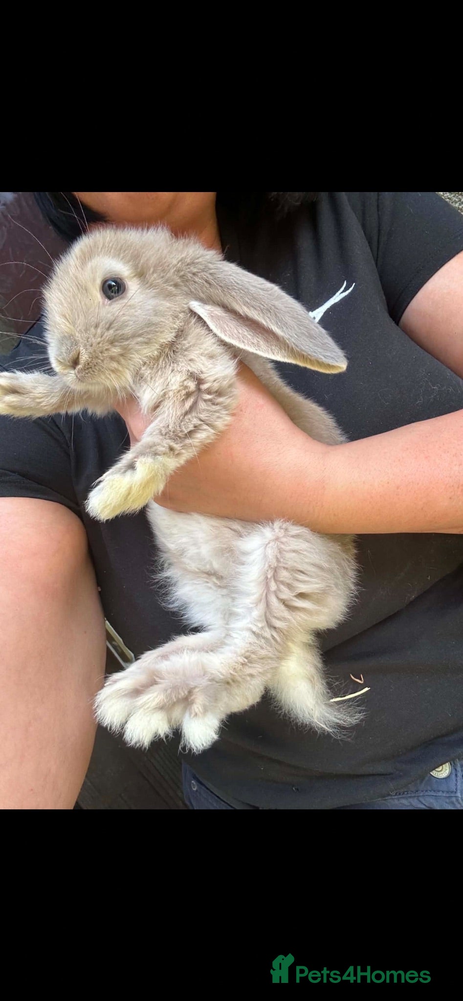 French Lop rabbits Gorgeous Giant French lops babies  - Advert 20